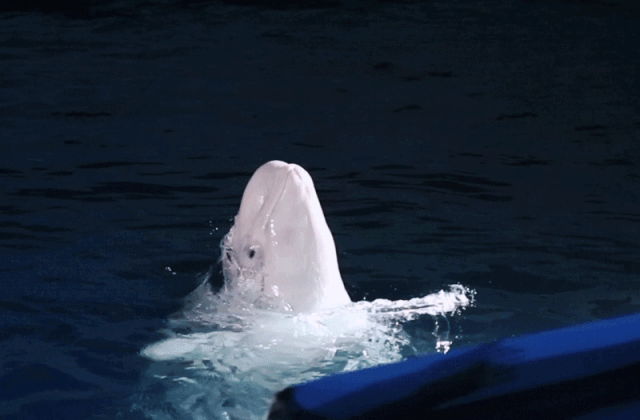 海豚和白鲸的区别，白鲸为什么是海豚（妹子的iPhone掉进大海后）