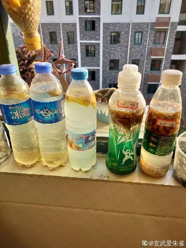 吊兰怎么养才能更旺盛，吊兰叶子尖发黄干枯什么原因（敲个鸡蛋埋土里）