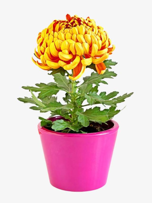 菊花的栽培,菊花的栽培历史(盆栽菊花的养殖方法和注意事项有哪些)