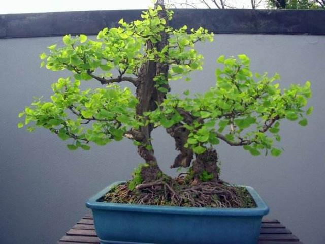 柔荑花序不一定是下垂的,但一定是单性花。，A.正确B.错误（银杏盆景掌握“习性”）