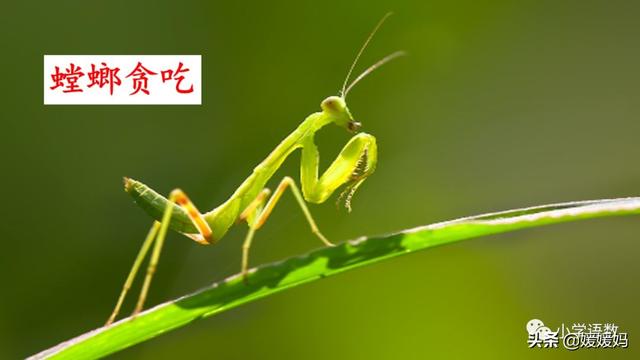呀组词，呀的多音字组词（二年级下册语文课文11《我是一只小虫子》图文详解及同步练习）
