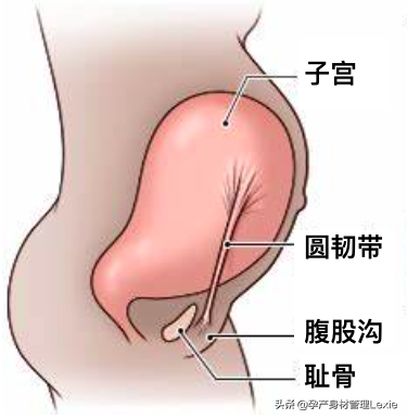 怀孕了会屁股痛吗，怀孕后屁股会痛吗（孕期为什么会出现腰痛、下背痛）