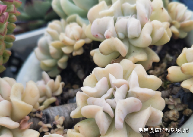 特玉莲的养殖方法，特玉莲怎么种植（多肉植物特玉莲用深盆还是浅盆栽种比较好）