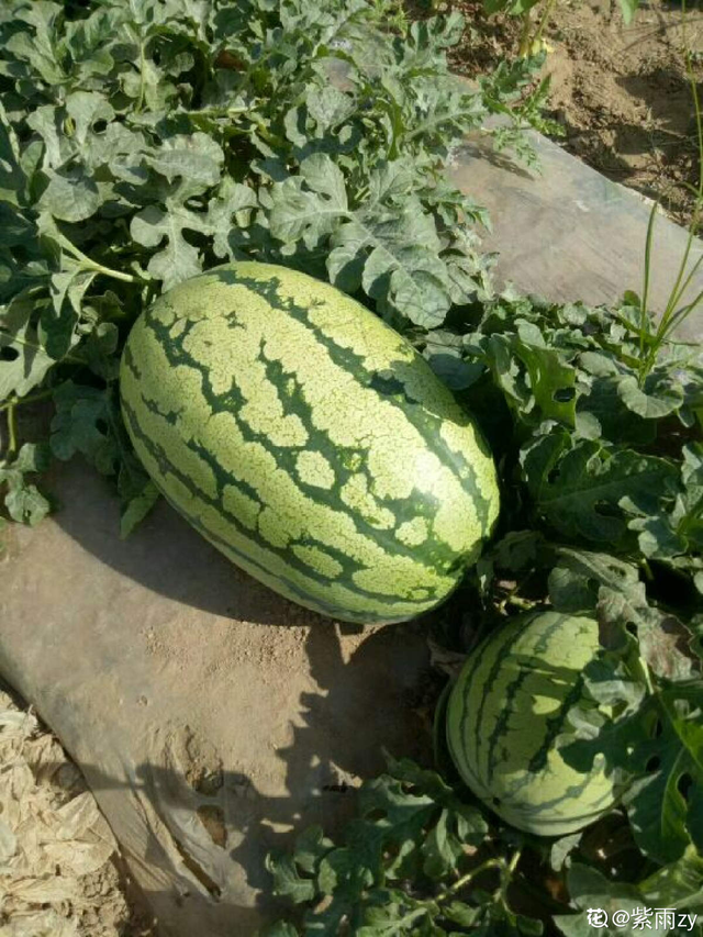 桃子是什么季节的水果，桃子成熟季节（你家乡的特色水果是什么）