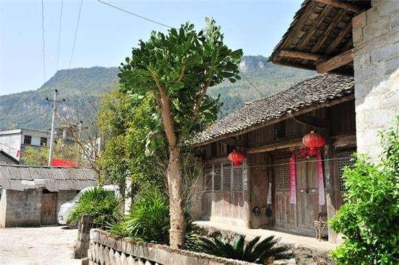 仙人果的功效与禁忌，仙人掌高10米