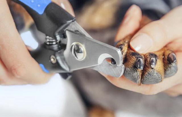 怎样正确给狗狗剪指甲，怎样才能给狗狗剪指甲（关于给狗狗剪指甲的技巧）