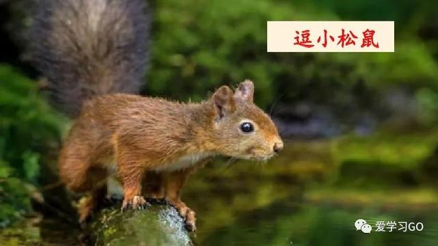 赛跑的拼音，赛跑的拼音怎么读（部编版二年级下册第23课《祖先的摇篮》知识点+图文讲解）