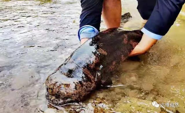 最大的两栖动物，最大的两栖动物是什么（六盘山首次发现一巨型野生大鲵）