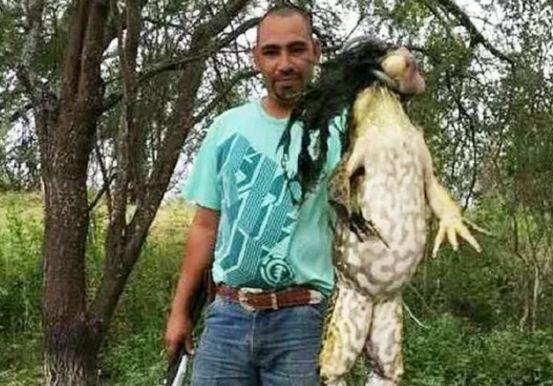 牛蛙根本就不是野味，美国牛蛙泛滥（中国餮客一年吃掉10亿斤）