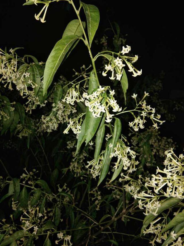 夜来香的味道有毒吗，夜来香有毒吗（这花一到晚上就很香）