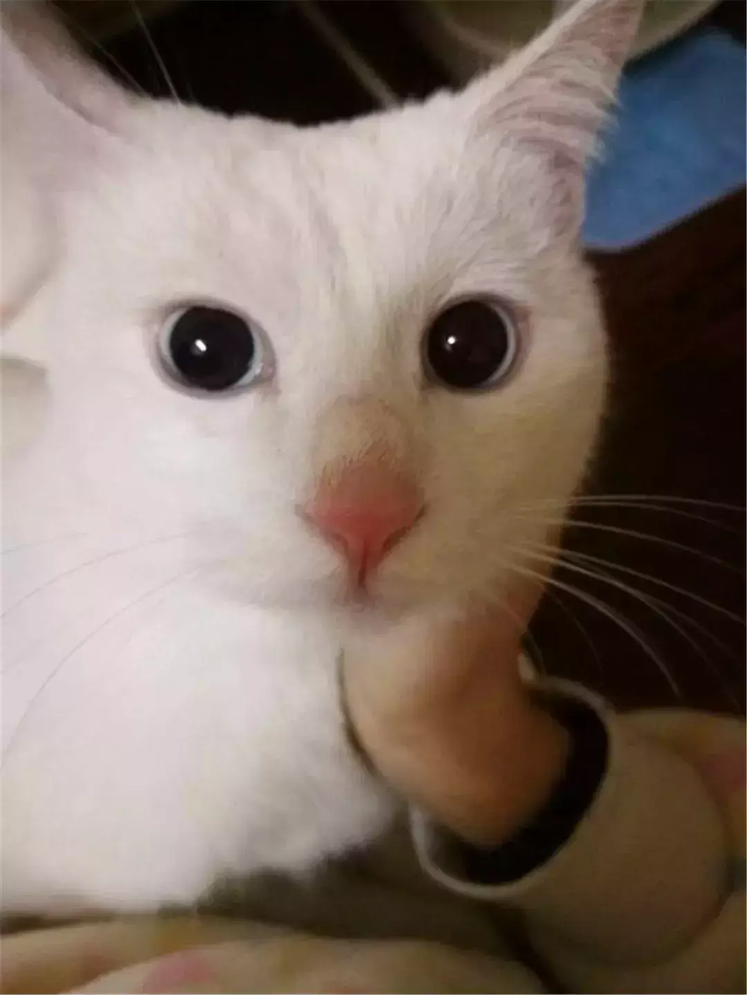 猫绝育后注意事项，猫咪绝育之后需要注意哪些（猫咪绝育后状态不佳）