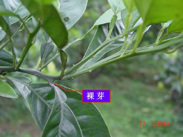 柑橘品种上市时间表，如何让柑橘6月上市
