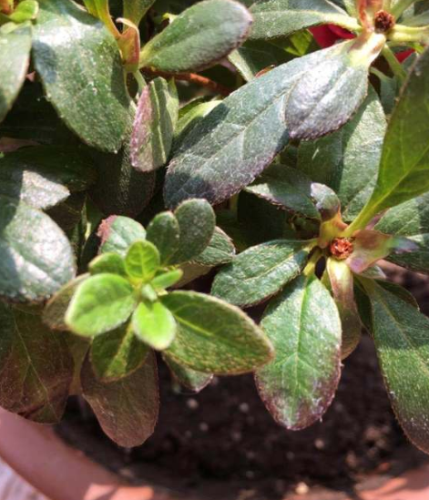 映山红是杜鹃花吗，映山红是不是杜鹃花（这3个原因，看看你中了哪一个）