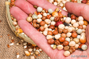 鸽子喜欢吃什么食物，现在才知道，鸽子原来吃这些