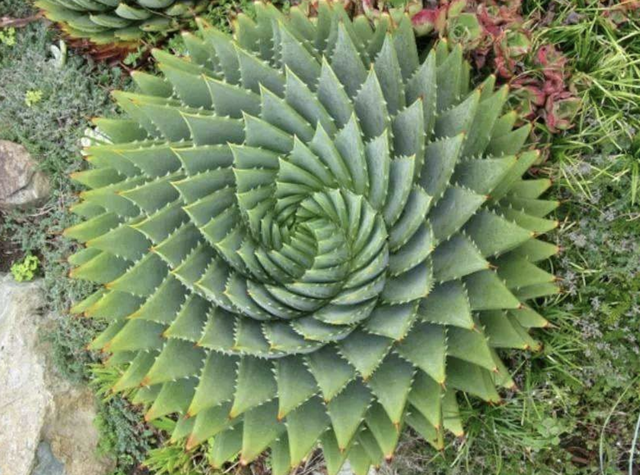 queen♛微信昵称（女王）网名，queen♛微信昵称（女王）微信昵称（多肉界的七大“女王”）