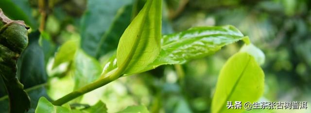 普洱茶的产地，普洱茶的产地哪个最好（普洱茶的产区、山头、村寨如何区分）