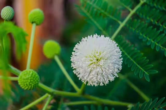 男人拖着不分手的原因，男人冷淡拖着不提分手（为什么男人不爱你）