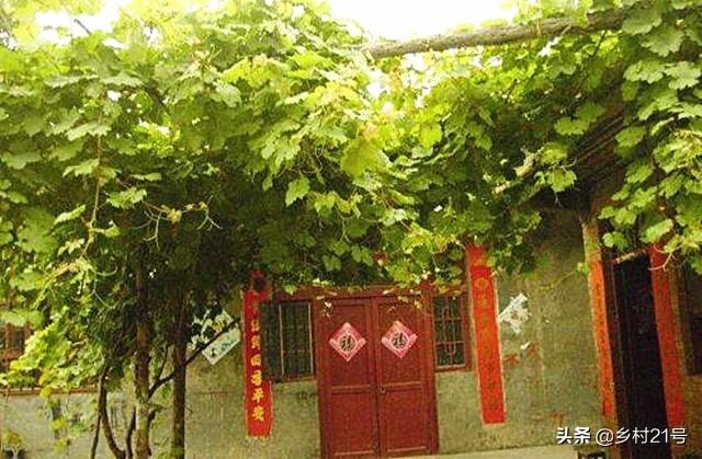 葡萄树怎么嫁接，嫁接葡萄树方法视频（葡萄嫁接种植有妙招）