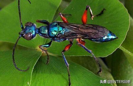 蟑螂有天敌吗，蟑螂怎么灭绝（大脑被控制，成为孵卵器）