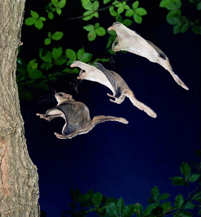 复齿鼯鼠，寒号鸟、翼装飞行达人、活动的药材厂（寒号鸟为什么是一只鼠）