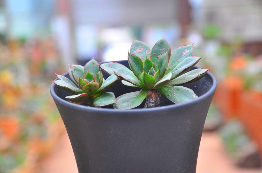 玫瑰简介，树状玫瑰简介（简介爱尔兰薄荷、阿吉塔玫瑰、财路、奥利维亚、表丽娜、白马王子）