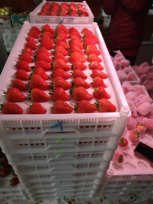 丹东99草莓是四季吗 丹东大草莓孕妇能吃吗，丹东99草莓是四季吗（怀孕可以吃丹东九九草莓吗）