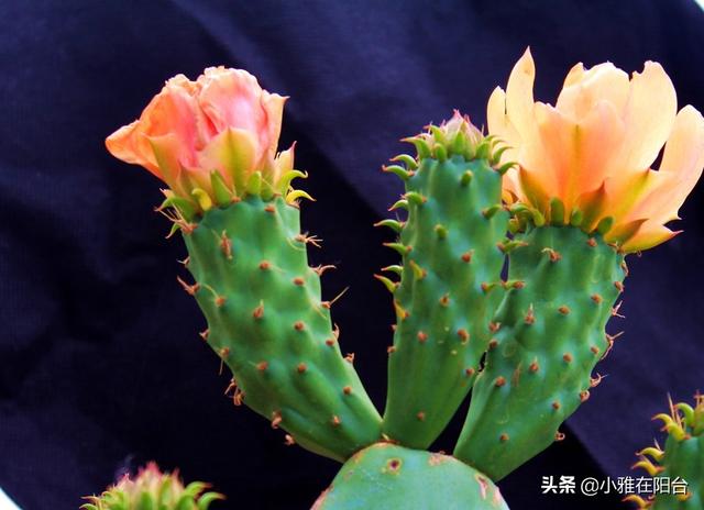仙人掌会开花吗，仙人掌会开花吗多久开一次（枝叶迅速长满盆）