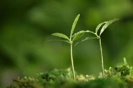 李七月简介 个人资料，李七月简介（90后“天才少年”刚毕业就年薪200万）