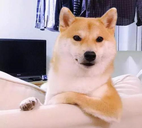 柴犬情头，微信头像，柴犬情头（我还是没找到一起用狗狗情侣头像的人...）