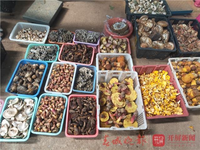 牛肝菌冷冻保存方法，牛肝菌冷冻保存方法图解（野生菌即将“退隐江湖”）