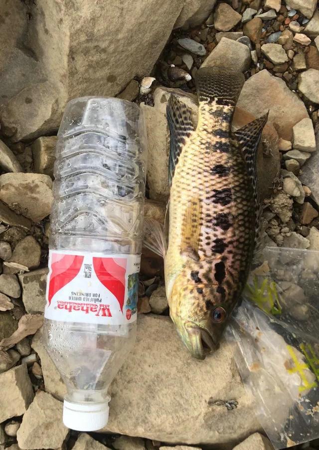 淡水石斑鱼吃什么食物(东莞钓鱼人河里钓起几条陌生怪鱼) - 去钓鱼