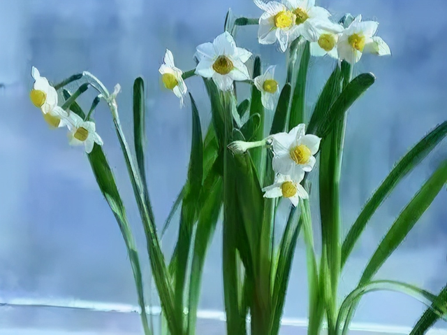 水仙花的养殖方法水培，水仙花水培养殖方法（新手也能养出漂亮的水仙花）