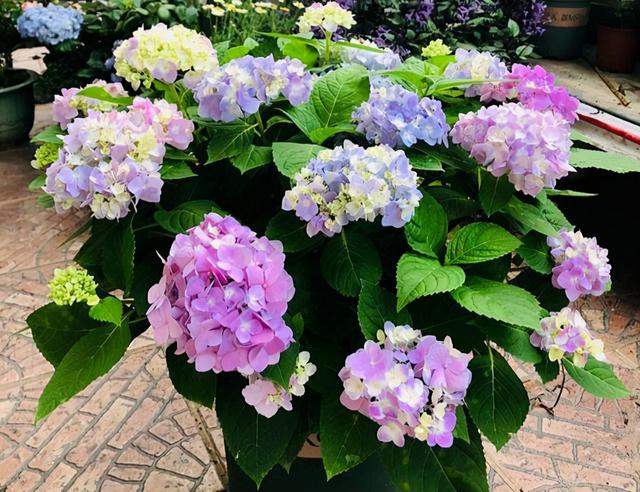 适合家里养的32种花，家里养什么花好（”家居盆花100种）