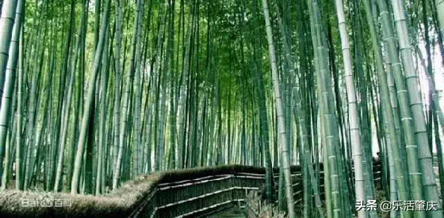 肇庆市各区面积排名，肇庆哪个县最大，哪个县最小