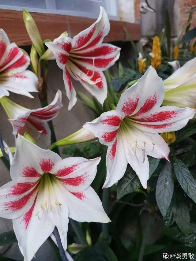 鸟尾花的繁育管理，鸟尾花 花期（30种耐阴花）