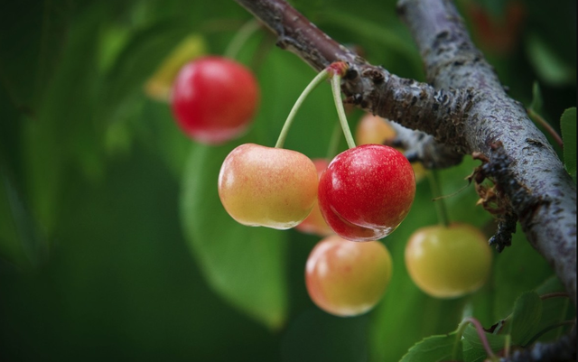 樱桃树怎么种，桃树哪里有卖（樱桃种植条件）