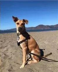 红贵宾（红贵宾犬），被称为“最聪明狗狗”的红贵宾曾因好动