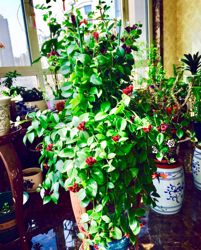 吊兰品种，10种常见“吊兰”（吊兰品种有哪些）