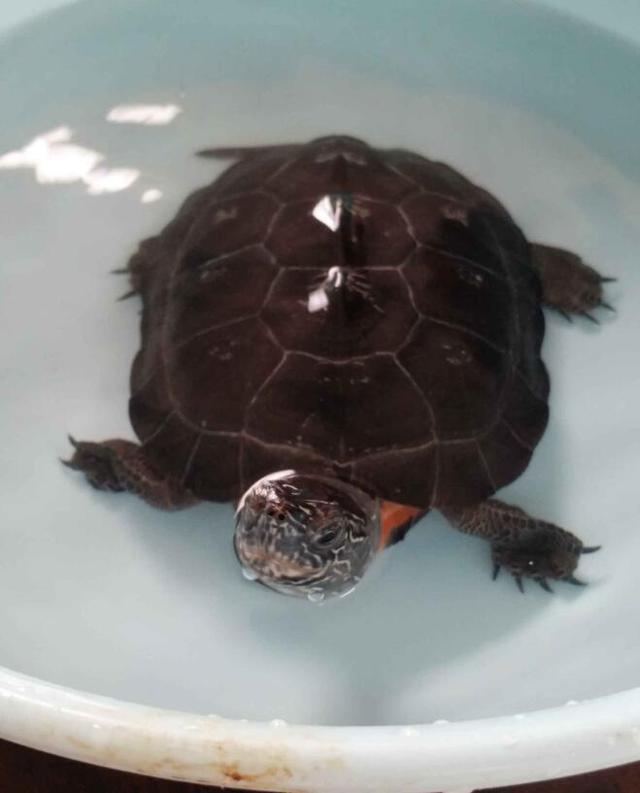 巴西龟水位要多高，养巴西龟放多少水（水位对龟的生长也很重要的）