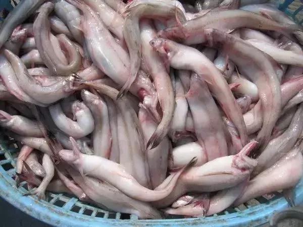 请问清炸小扒皮鱼的做法，炸小剥皮鱼的做法大全（今后再也不怕不认识海鲜了）