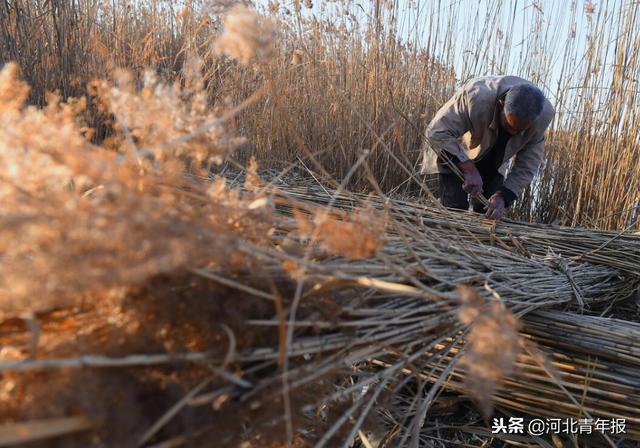 白洋淀冬天的生活，只有60来岁的人才会做……