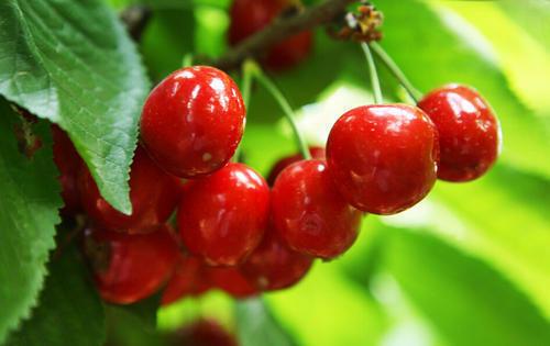 兴旺是什么意思，兴旺的意思（这3种树寓意好添子添福）