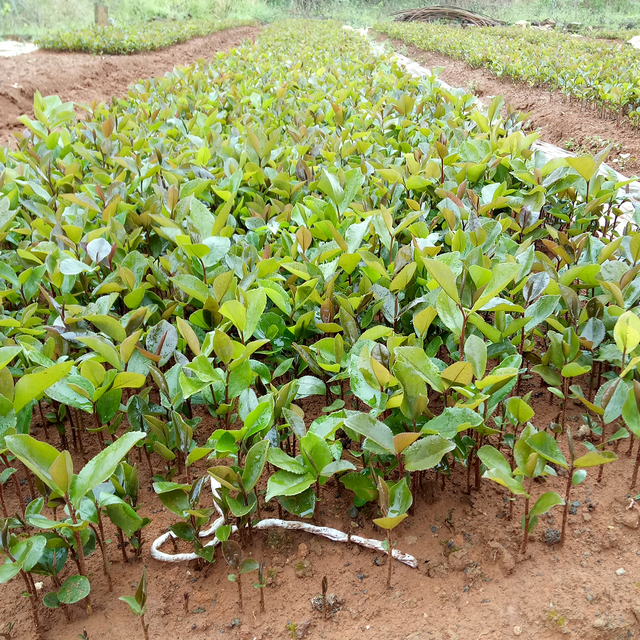 油茶树嫁接的技术具体有哪些，油茶芽苗嫁接主要采用什么嫁接方法（油茶芽苗砧嫁接苗培育技术及影响造林成活率的技术要点）