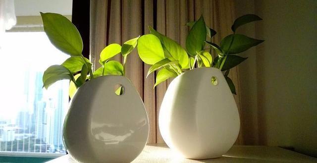 绿萝的作用，绿萝长高了怎么办（绿萝花的功效和作用）