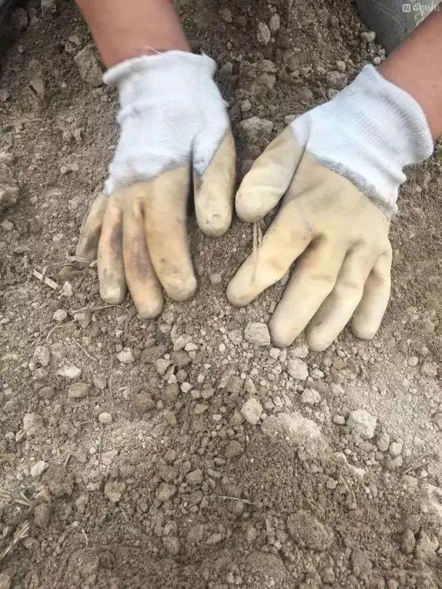 芍药不开花的解决办法，芍药一直不开花怎么办（开花个个比拳头大）