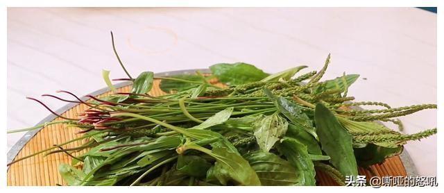 新鲜车前草吃法大全，鲜车前草的吃法（带你们了解车前草凉茶制作流程）