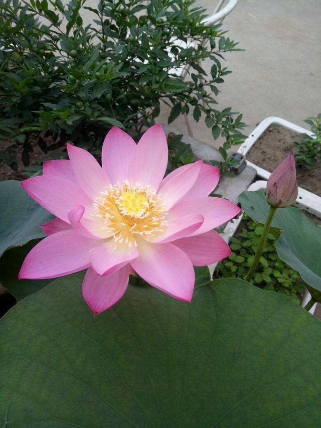 荷花籽怎么催芽，荷花籽怎么催芽视频（种莲花有啥难的）