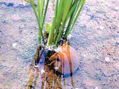 福寿螺到底能不能吃，福寿螺可以吃吗（福寿螺到底能不能吃）