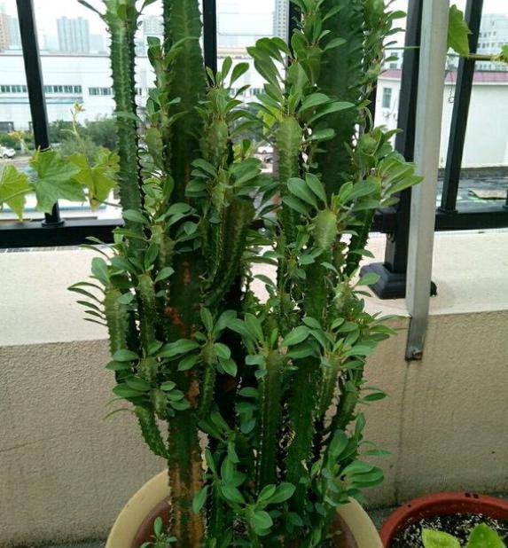如何养好龙骨，如何养好龙骨花求视频（夏季养“龙骨”）