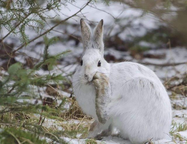 野兔和家兔的区别，家兔和野兔的区别（兔子软萌的外表下）